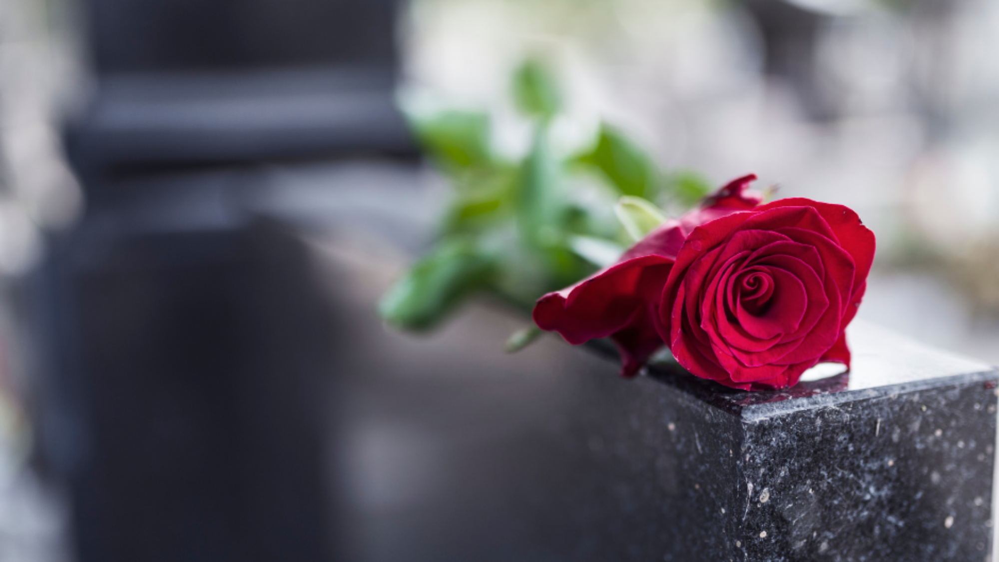 funeral rose