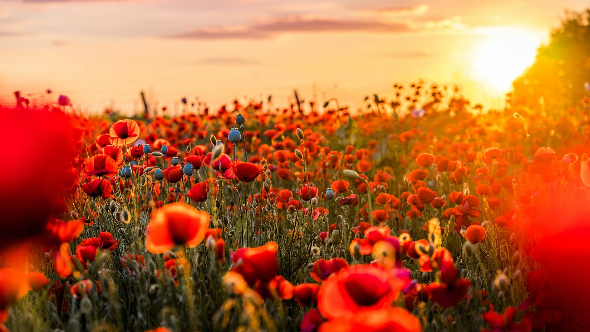 Photo by David Bartus on Pexels.com