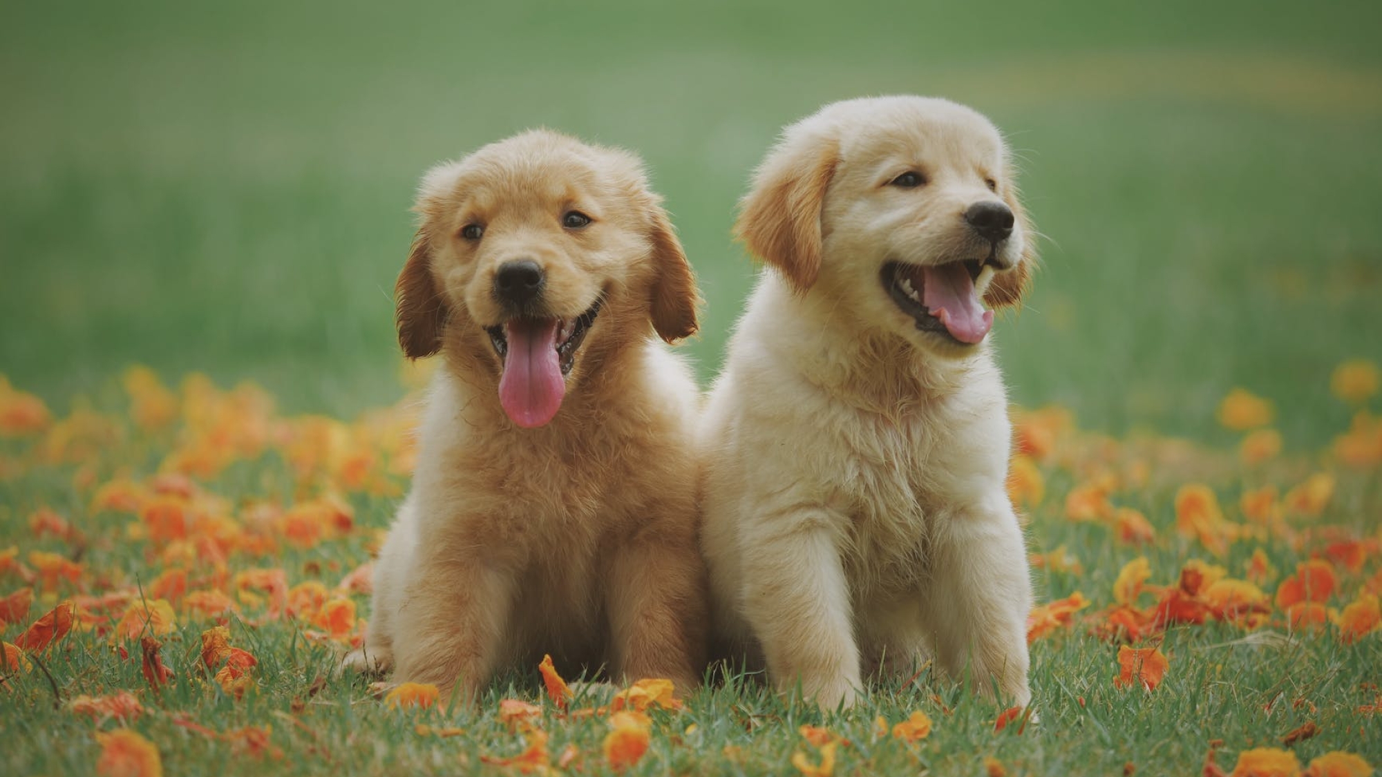 two yellow labrador retriever puppies