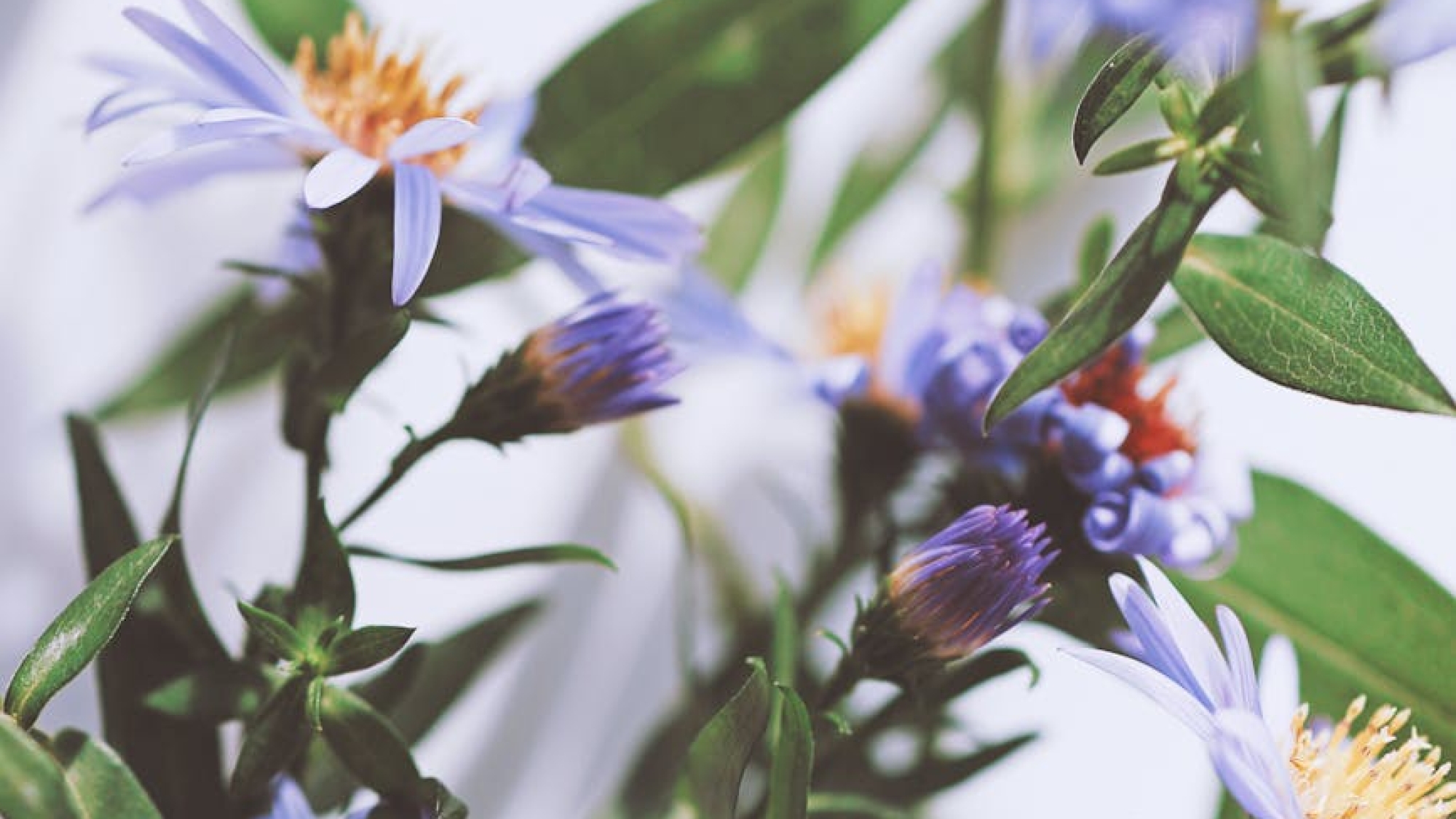 close up of purple asters