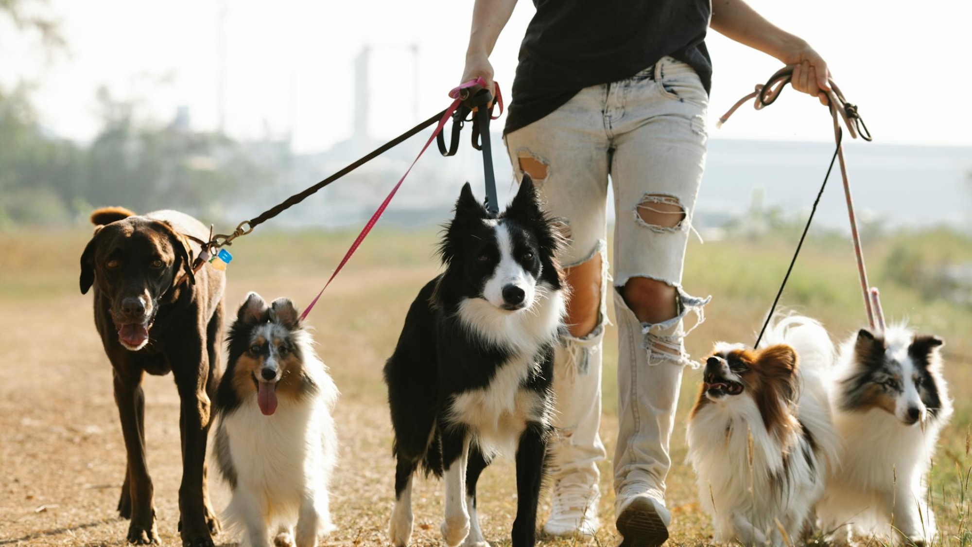 unrecognizable woman walking dogs on leashes in countryside